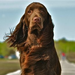 Field Spaniels from SandsCape Field Spaniels