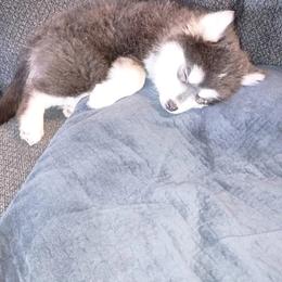 Pomsky Puppies from Your Friend Seamus' Studds