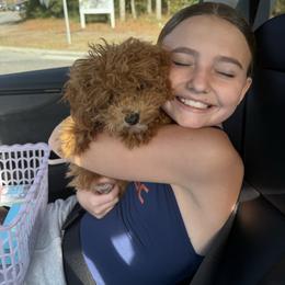 Hallelujah (Halle) - Red  female Goldendoodle puppy in Lillington, North Carolina from Peace, Love, and Puppies at the Creek