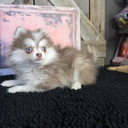 CHOCOLATE TOY SIZE POMSKY GIRL with Blue Eyes - Chocolate female Pomsky puppy in Austin, Colorado from Colorado Mini Dachshunds & Mini Pomskies