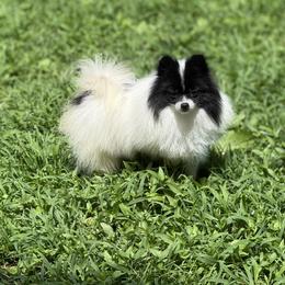 Lenny - Pomeranian