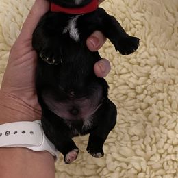 Miniature Schnauzer Puppies from Black Gold Miniature Schnauzers