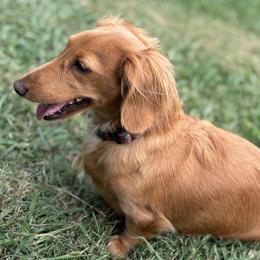 Lucy - Dachshund