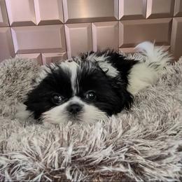 Boy 1 - Brindle and white male Shih Tzu puppy in Bishop, California from Shih Tzu G-ma