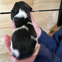 Female 3 - Black brown and white female Basset Hound puppy in Lindley, New York from Hill Top Basset Hounds & Cane Corso