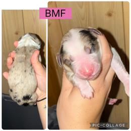 Luna - Blue merle female Miniature Australian Shepherd puppy in Iota, Louisiana from Southern L Aussies