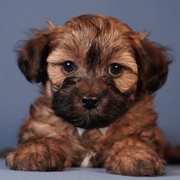Summer (Green Collar) - male Yorkipoo puppy in Las Vegas, Nevada from Plush Toy Poodle Puppies & Pals