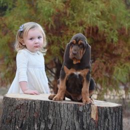 American Bully and Bloodhound Puppies from Blue Collar Kennelz Bloodhounds and American Bullies