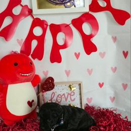 Amy - Liver female Miniature Schnauzer puppy in Hyattsville, Maryland from Amaya Lara Schnauzers