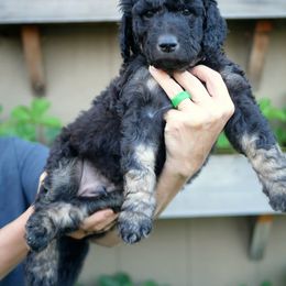 Grey Collar - Phantom Goldendoodle puppy in Lakewood, Washington from Grit City Goldendoodles