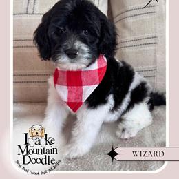 Wizard - Black male Australian Labradoodle puppy in Eagle Mountain, Utah from Lake Mountain Doodle