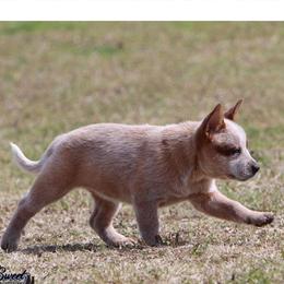 Girl 3 - Red speckled female Australian Cattle Dog puppy in Monroe, Louisiana from The Sweet Kennels