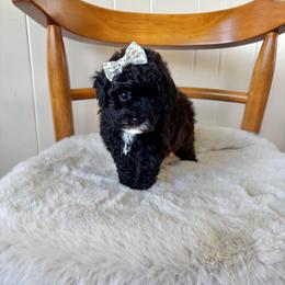 Ruby - Black female Poodle puppy in Quakertown, Pennsylvania from Miniature Poodle Stud and Pups