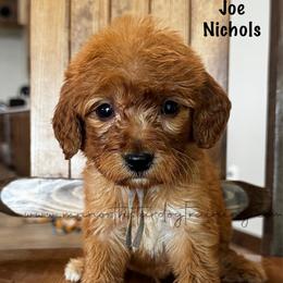 Joe Nichols - Red  male Goldendoodle puppy in Lancaster, Minnesota from North Star Dog Training