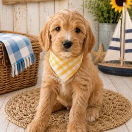 Funshine Bear - Apricot female Goldendoodle puppy in Rocky Point, North Carolina from CelticDoods