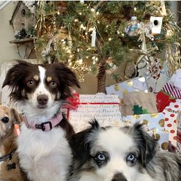 Miniature Australian Shepherd and Toy Australian Shepherd All Grown Up from Kai’s Aussies