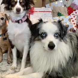 Miniature Australian Shepherd and Toy Australian Shepherd All Grown Up from Kai’s Aussies