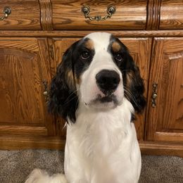 English Springer Spaniel All Grown Up from Wyoming Springer Spaniels