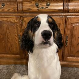 English Springer Spaniel All Grown Up from Wyoming Springer Spaniels