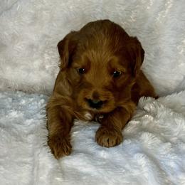 Orange collar boy - Red  male Goldendoodle puppy in Fairfield, California from Twin Sisters Doodles