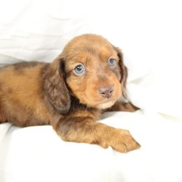 Dachshund Puppies from Mulberry Dachshunds
