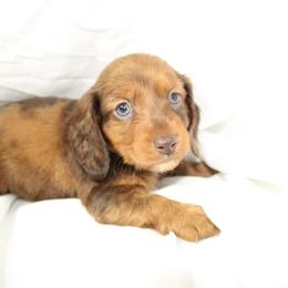 Dachshund Puppies from Mulberry Dachshunds
