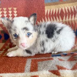 Dilute Merle Male 2 - Blue merle and white male American Corgi puppy in Okeechobee, Florida from HotShot Kennels