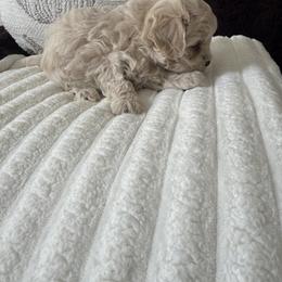 Teddy - Apricot male Maltipoo puppy in Fredericktown, Missouri from Doodle Pups Fur-Ever