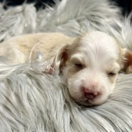 Boy 3 - Cream male Dachshund puppy in Bartlesville, Oklahoma from OkieDokieDox
