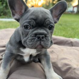 French Bulldog Puppies from Fair Towne Frenchies