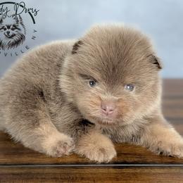 Teddy - Lavender male Pomeranian puppy in Fultonville, New York from Sandy Aussies & Pomeranians