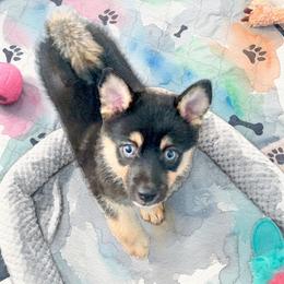 Pomeranian and Pomsky Puppies from Amazing High Desert Pomskys