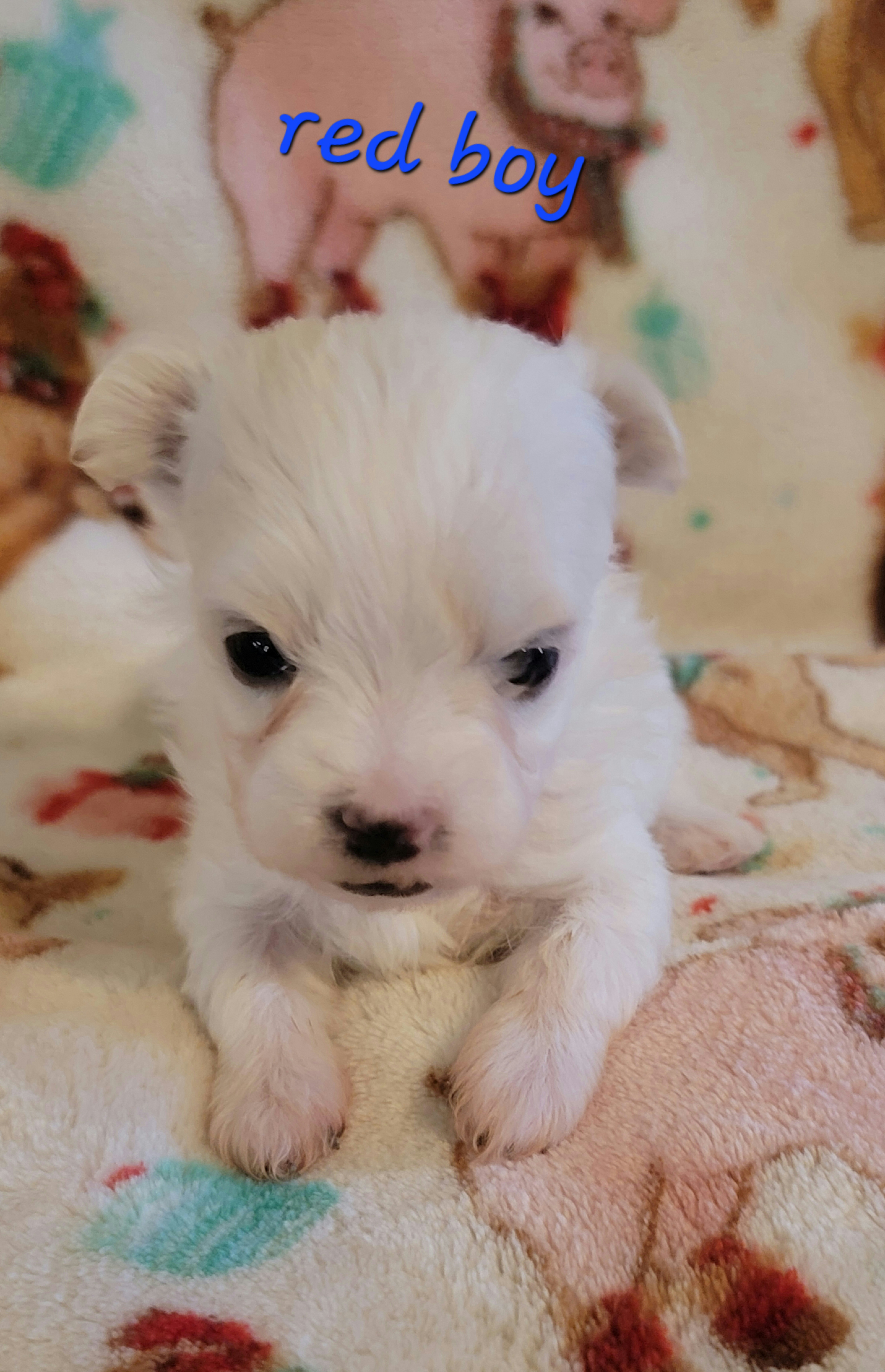 Maltese, Maltipoo, Poodle, and Shih Tzu Puppies from Marlees Puppies 1