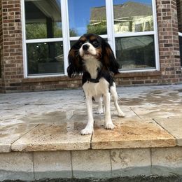 Daisy - Cavalier King Charles Spaniel