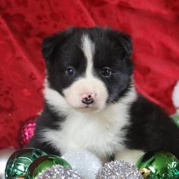 Border Collie, English Setter, and Miniature American Shepherd Puppies from First Harmony Farms