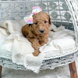Dancer - Red  female Goldendoodle puppy in Otisville, Michigan from Danie’s Darling Doodles LLC