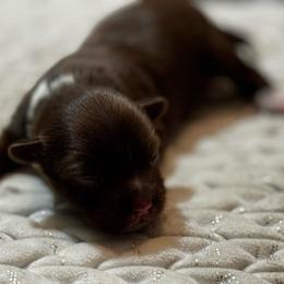 Boy 1 - Chocolate, tan and white male Yorkshire Terrier puppy in Detroit, Michigan from Friends4everkennel LLC