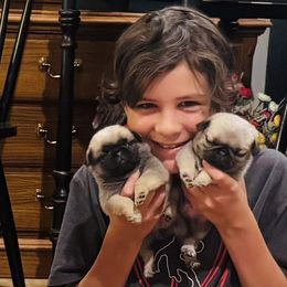 Boy 5 - Fawn male Pug puppy in Live Oak, Florida from Heartstring Pugs
