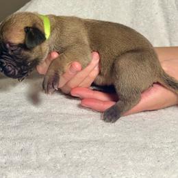Green Collar - Fawn female Perro de Presa Canario puppy in Raleigh, North Carolina from Kings Court Kennel