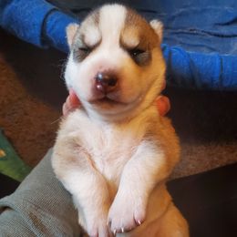 Siberian Husky Puppies from Lakeland Huskies