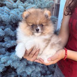 Raccoon - Orange sable male Pomeranian puppy in Waterloo, Indiana from Garcias Pomeranian