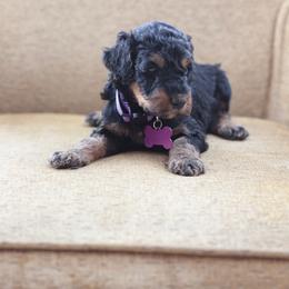 Purple collar female - Phantom female Bernedoodle puppy in Scottsboro, Alabama from Dixie Land Doodles