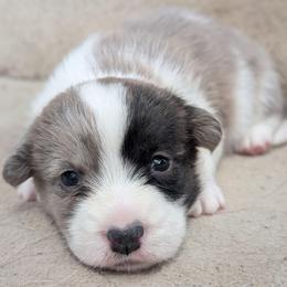 Caramel - Brindle merle and white female Cardigan Welsh Corgi puppy in Garrett, Indiana from Chloe's Colorful Corgis