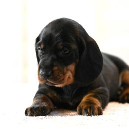 Boy 1 - Dachshund puppy in Harrisburg, Illinois from Pyradox
