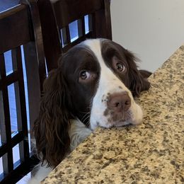 Baxter - English Springer Spaniel