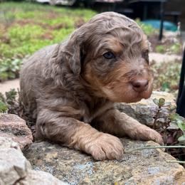 Reef - Chocolate merle male Bernedoodle puppy in Monument, Colorado from Colorado Dreamin Doodles