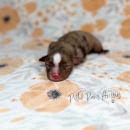 Daisy - Red merle female Toy Australian Shepherd puppy in Liberty Hill, Texas from Pistol Paws Aussies