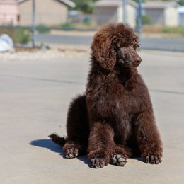 Ella - Brown Poodle puppy in Hesperia, California from HD Poodles