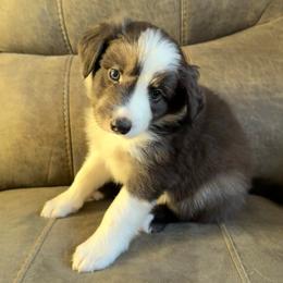 Sunny - Atypical merle male Border Collie puppy in Hartsville, South Carolina from Wiggles 4 Life
