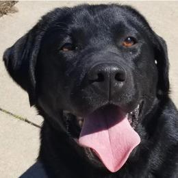 Angus - Labrador Retriever